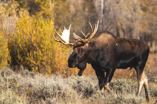 Elk or moose? How is it called?